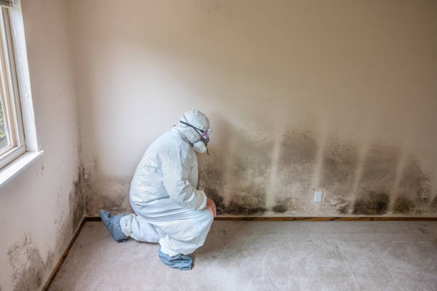 Best Mold Odor Removal Services  in Pennsburg, PA
