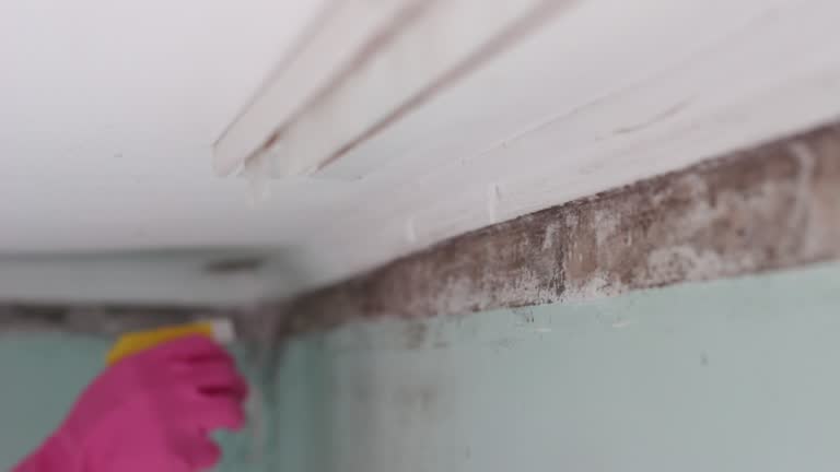 Mold Remediation for Vacation Homes in Pennsburg, PA