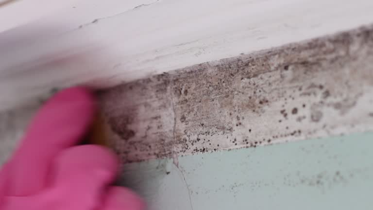 Best Commercial Mold Inspection  in Pennsburg, PA